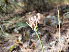 Allium jepsonii