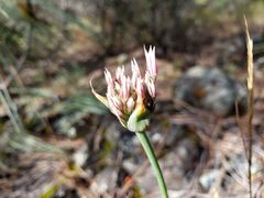Allium jepsonii