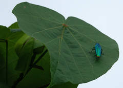 Chrysochroa fulminans