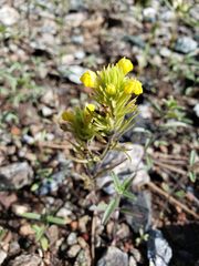 Castilleja lacera