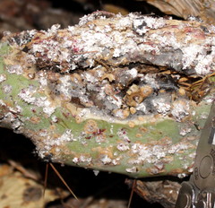 Cactoblastis cactorum