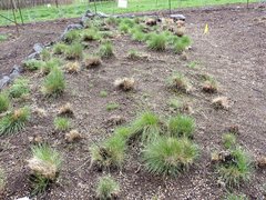 Festuca roemeri roemeri