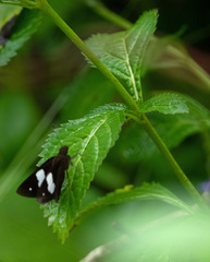 Notocrypta paralysos volux