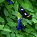 Philippine Great Eggfly - Photo (c) hdmiller, some rights reserved (CC BY-NC)