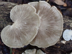Favolus acervatus