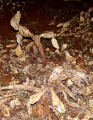 Cactoblastis cactorum