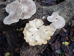 Favolus acervatus