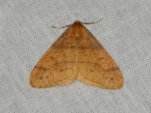 Scarce Umber Moth, photo 3 of 10