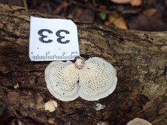 Favolus acervatus