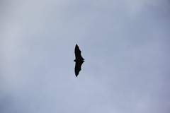 Pteropus seychellensis seychellensis