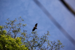 Pteropus seychellensis seychellensis