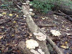 Favolus acervatus