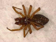 Oedothorax apicatus