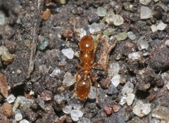 Solenopsis molesta