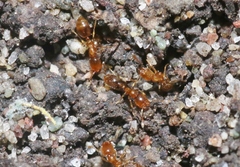 Solenopsis molesta