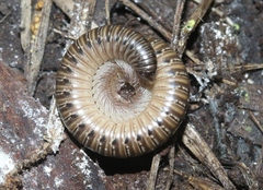 Bollmaniulus