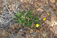 Crocanthemum greenei