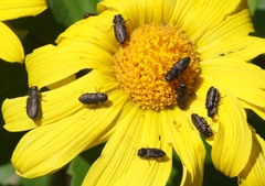 Anthaxia aeneogaster