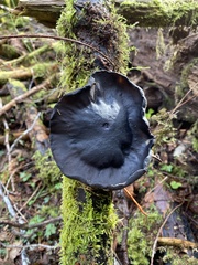 Pseudoplectania vogesiaca