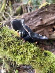 Pseudoplectania vogesiaca