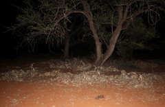 Cactoblastis cactorum