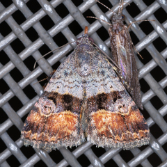Ozarba chrysaspis