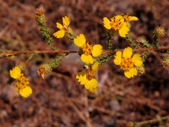 Holocarpha virgata virgata