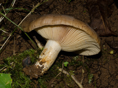 Lactarius subpalustris