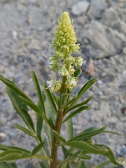 Reseda lanceolata lanceolata