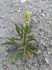 Reseda lanceolata lanceolata