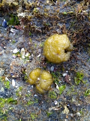 Ectocarpales
