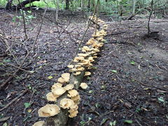 Favolus fuscolineatus