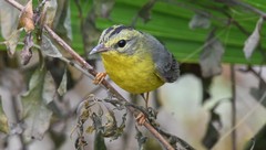 Basileuterus culicivorus