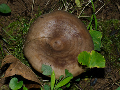 Lactarius subpalustris