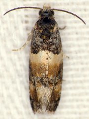 Lobesia spiraeae