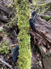 Pseudoplectania vogesiaca