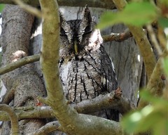 Megascops asio mccallii