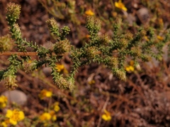 Holocarpha virgata virgata