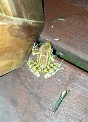 Thoropa miliaris