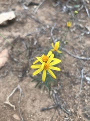 Adenophyllum anomalum