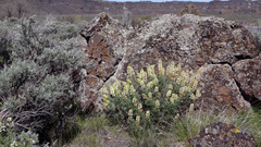 Lupinus sulphureus