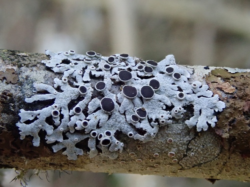 Plikoji žiauberė nuotrauka