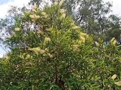 Buckinghamia celsissima