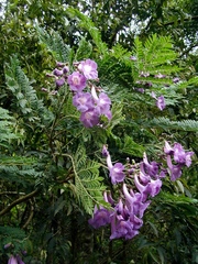 Jacaranda puberula