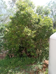 Buckinghamia celsissima