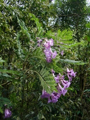 Jacaranda puberula