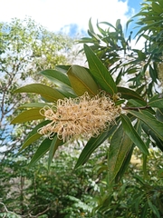 Buckinghamia celsissima