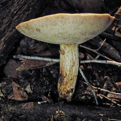Retiboletus griseus