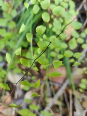 Adiantum jordanii image