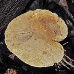 Retiboletus griseus